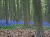 Hyacintenjogging 2016 - 072.jpg